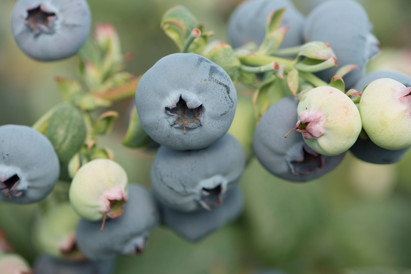 NZ: JV to begin planting Australian-bred jumbo blueberries