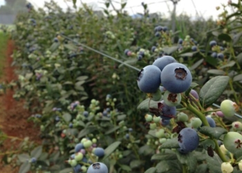 Tropical Blueberries Give Australian Consumers All-year-round Supply