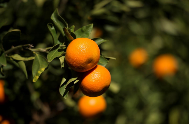 citrus fruit on tree