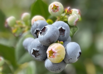 New blueberry variety a ‘Delight’