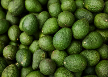 Costa calls for urgent action from Albanese government on avocado exports
