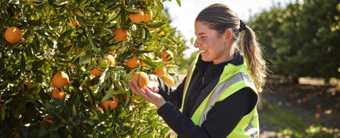 Agronomist checking fruit on a citrus tree