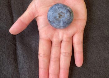 It’s official: Costa Group develops and grows world’s heaviest blueberry
