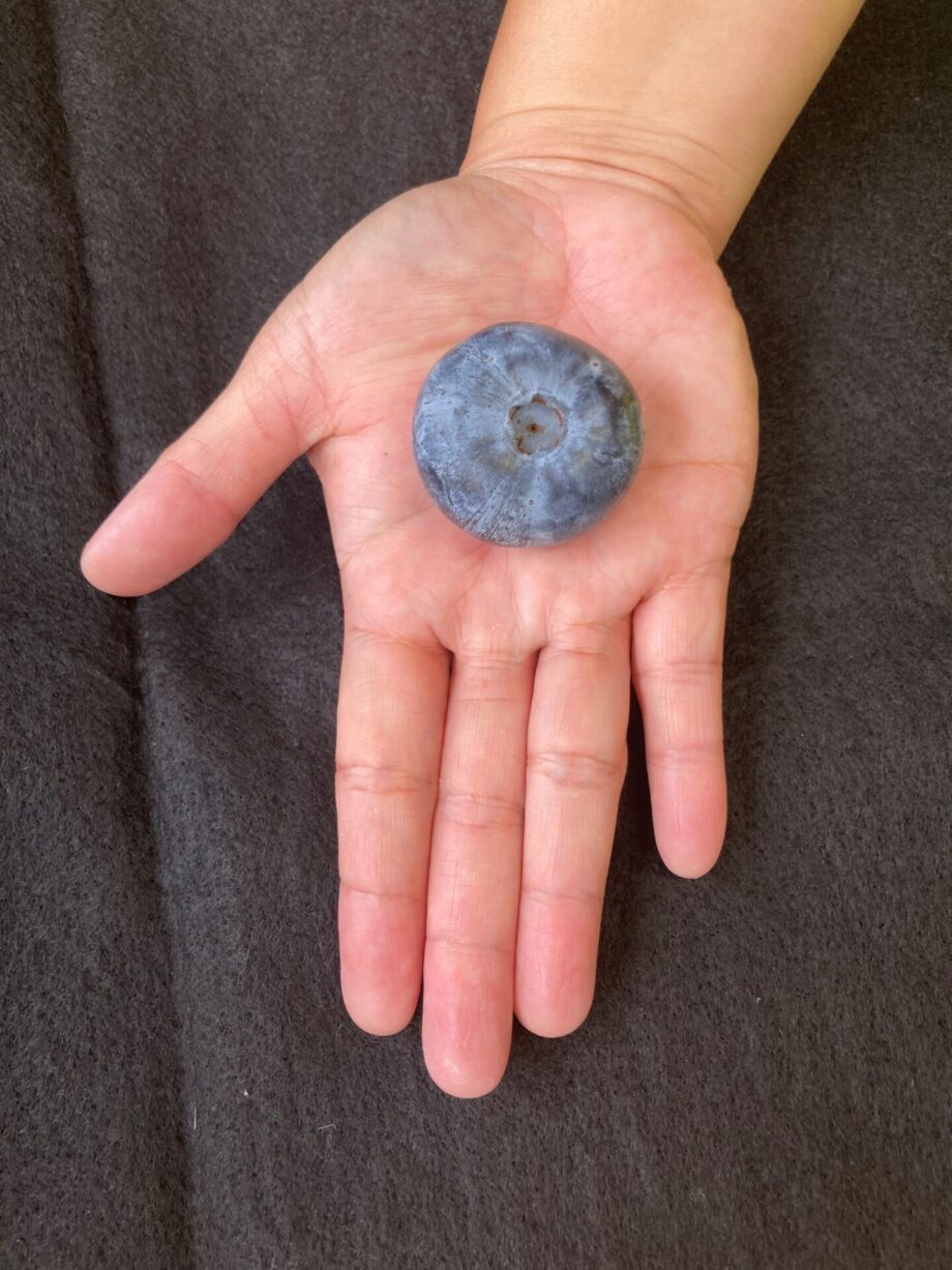 World's heaviest blueberry