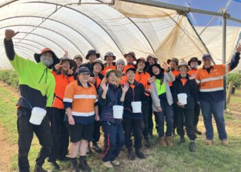 Berry harvest kicks off in Tasmania