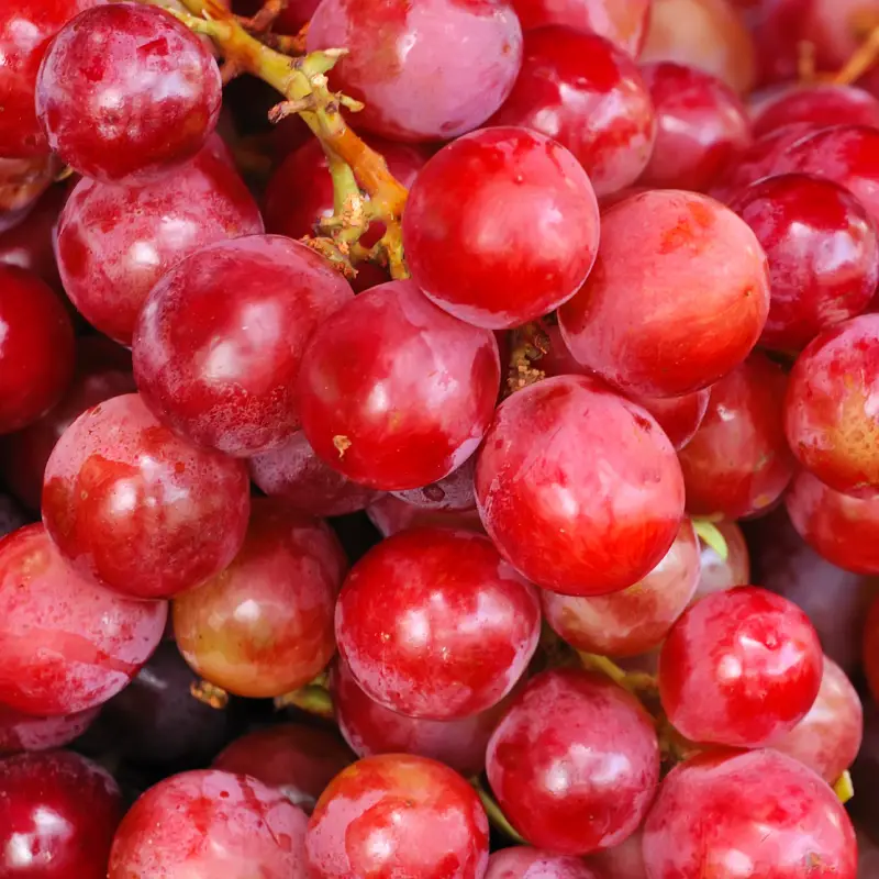 Ruby Rush Red Seedless® - Costa Group
